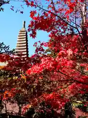 本土寺(千葉県)