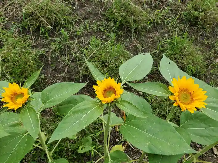 高司神社〜むすびの神の鎮まる社〜の自然