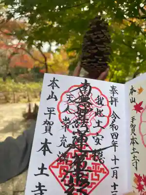 社務所の前に大きな松の木があります。松ぼっくりも大きい😆