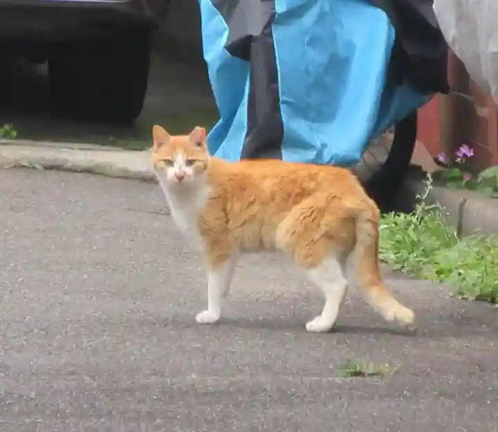 文殊院(東京都)