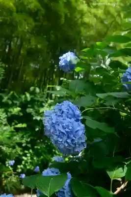 明月院(神奈川県)