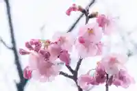 男山八幡宮の自然