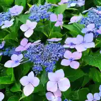 豊景神社の自然