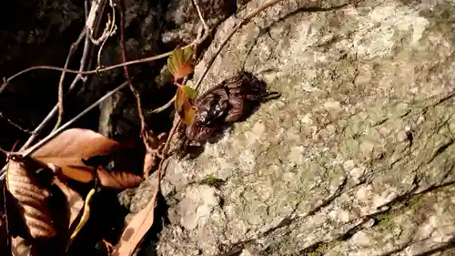多岐神社(新潟県)