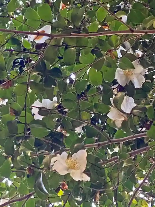 八大神社の自然