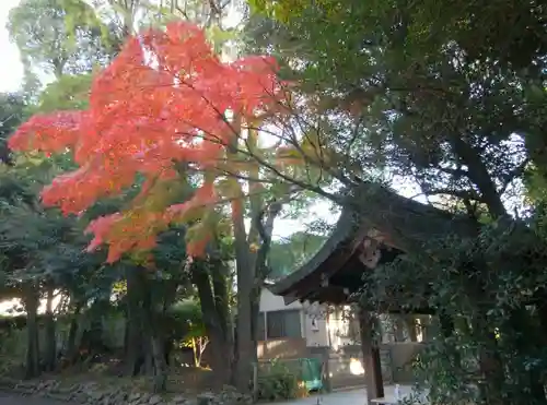 渋谷氷川神社(東京都)