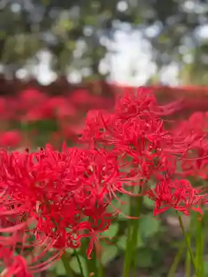 高麗神社(埼玉県)