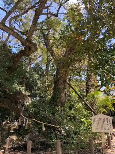 大山祇神社の自然