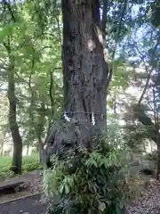 愛宕神社(埼玉県)