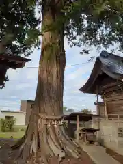 新山神社の自然