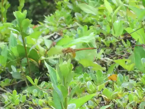 屋久島大社の動物