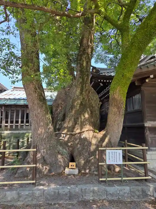 焼津神社(静岡県)