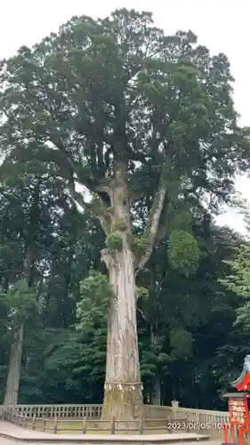 霧島神宮(鹿児島県)