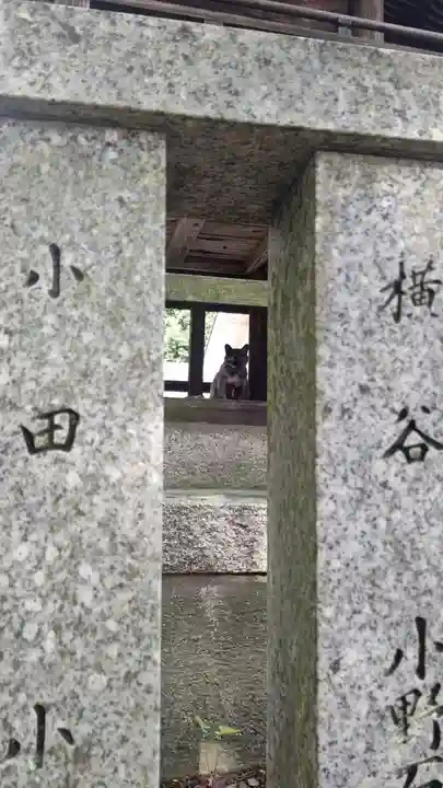 吉備大臣宮の動物