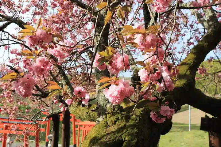 高屋敷稲荷神社の自然