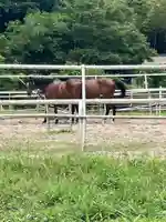 若都王子神社の動物