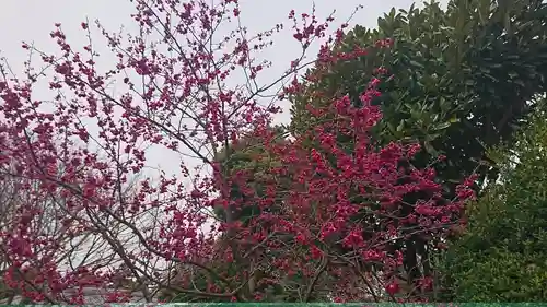 櫻木神社の自然