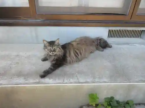 山梨縣護國神社の動物