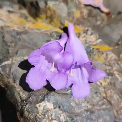 正覚院(神奈川県)