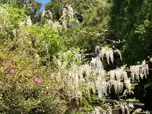大山祇神社(福岡県)(2022年04月17日(日) 21時12分30秒投稿)