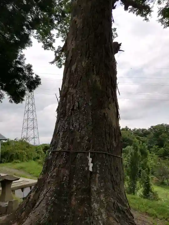 阿久津「田村神社」(郡山市阿久津町)旧社名:伊豆箱根三嶋三社の自然