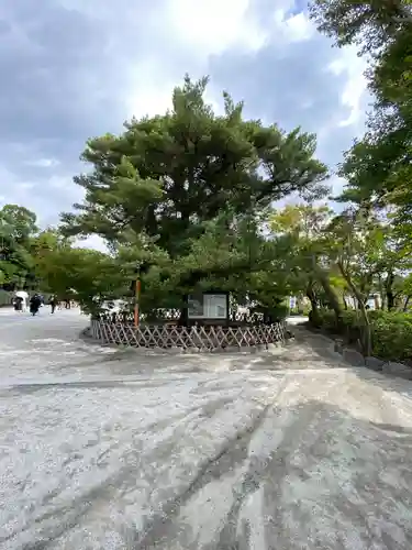 鶴岡八幡宮の自然