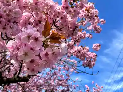 春日神社の自然