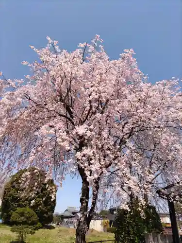 普済寺の庭園