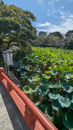 旗上弁財天社の自然