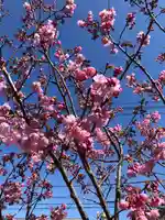 龍ケ崎八坂神社の自然