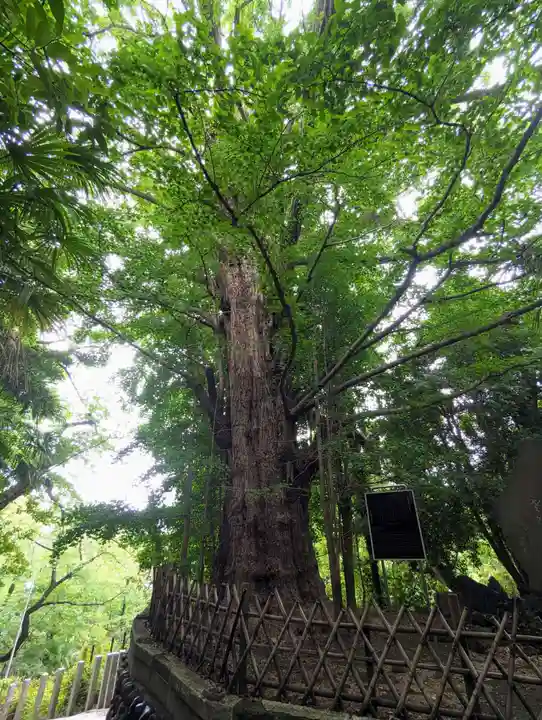 王子神社の自然