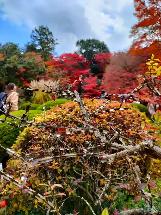 詩仙堂(丈山寺)の庭園