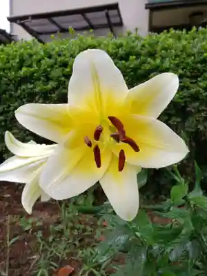 本郷氷川神社の自然