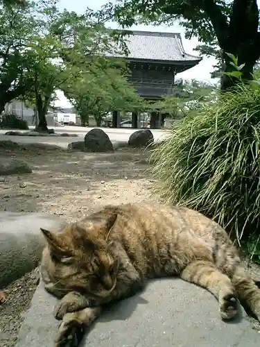 光明寺の動物