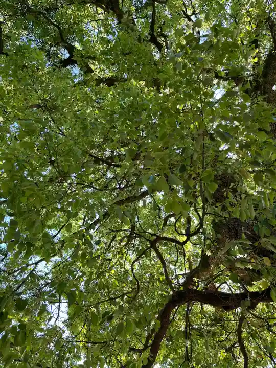 真清田神社(愛知県)