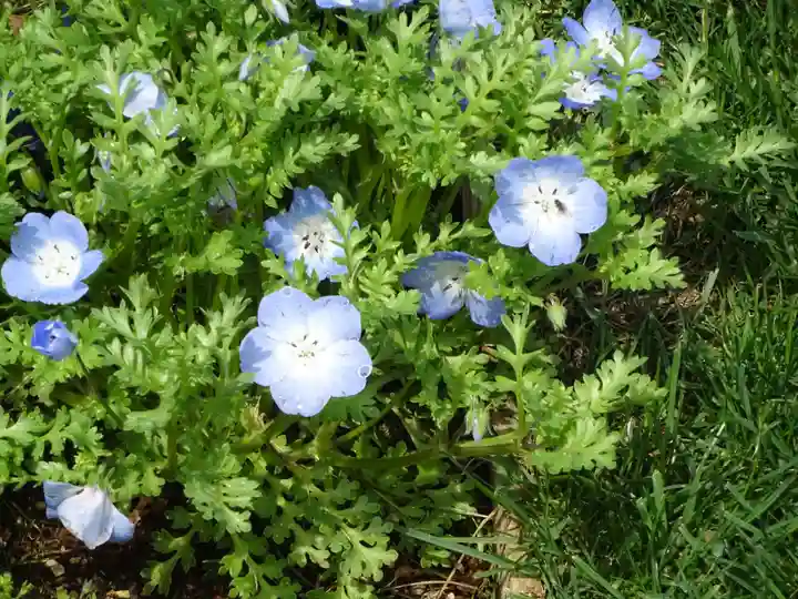 立志神社の自然