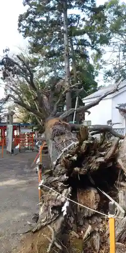 賀茂神社の自然
