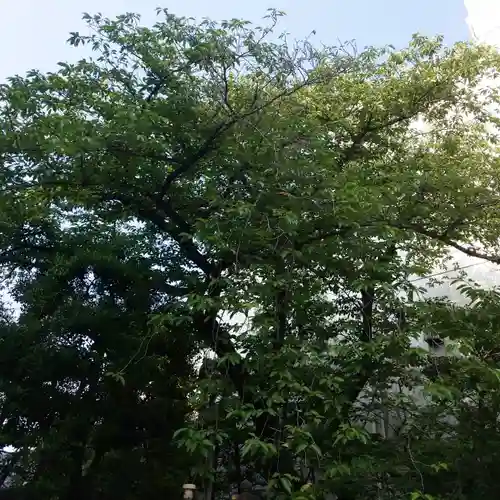 猿江神社の自然