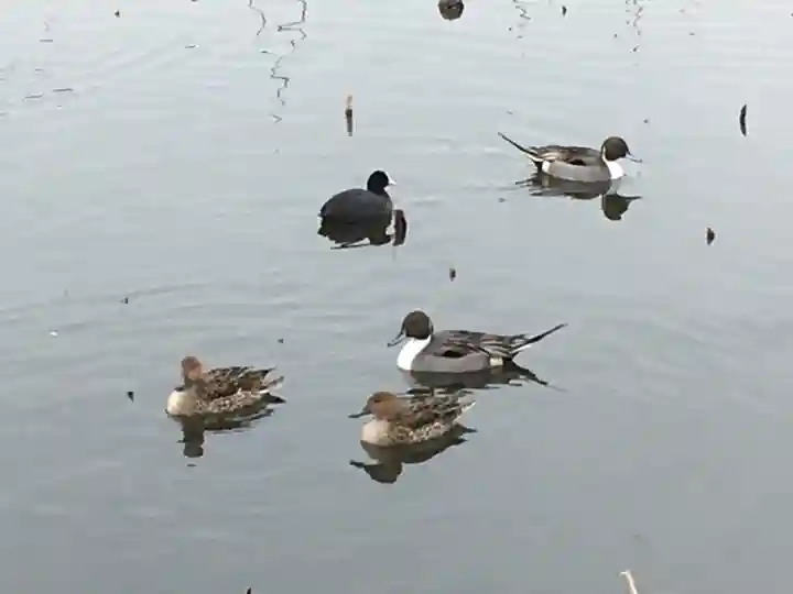 寛永寺不忍池弁天堂の動物
