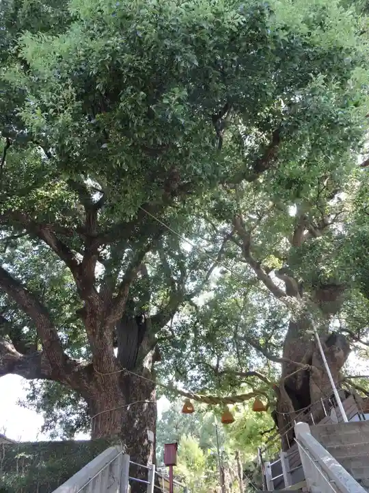 山王神社の自然