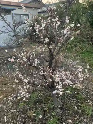 天神社（井堀）の自然