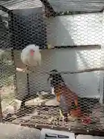 高知大神宮の動物