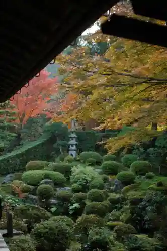 三千院門跡の庭園