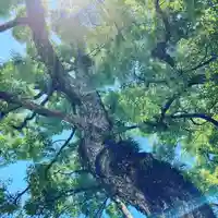 石切劔箭神社(大阪府)