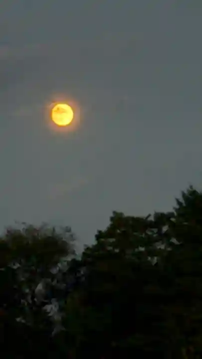 大覚寺(京都府)