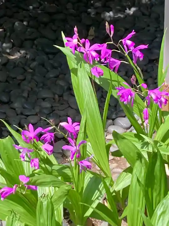 東京大神宮(東京都)
