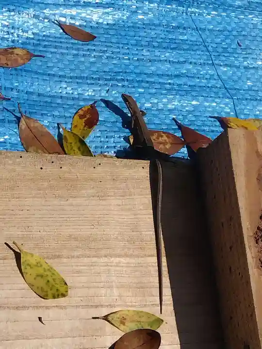 八坂神社(福井県)