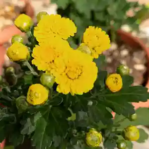 豊景神社の自然(2020年10月20日(火) 06時12分19秒投稿)