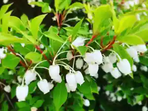 滑川神社 - 仕事と子どもの守り神の自然(2019年11月25日(月) 01時34分23秒投稿)