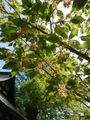 賀羅加波神社の自然